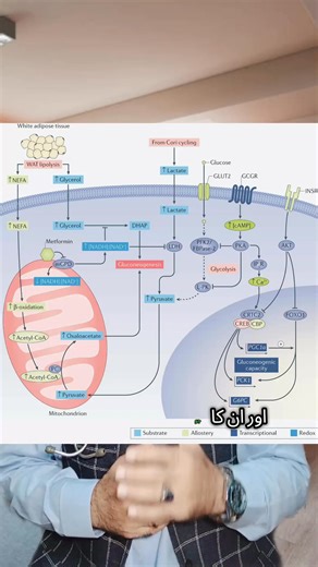 13K views · 291 reactions | Al Saif Homeo on Reels | Facebook