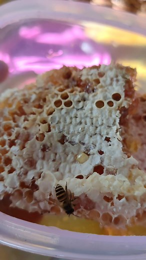 Apis cerana/ laywan at ang kanyang pulot | Allan Almonte's Stingless Bee Farm