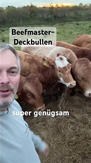 Beefmaster animals #cattlebreeding #agriculture