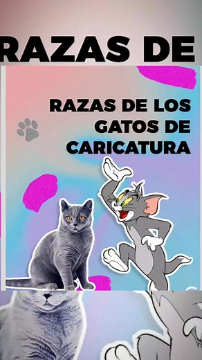 674K views · 6.5K reactions | Parte 1 de las razas de gatos que están en caricatura  #miami #spain #UnitedStates #cat #reel | Gatos | Facebook