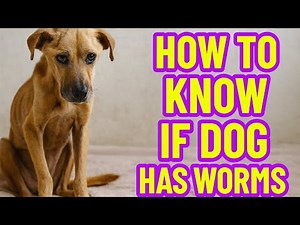 How Do You Know If Your Dog Has Worms? 5 Symptoms !