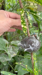 Amazing ideas for marcotting #Marcot #POROPAGATION | Mark of the Jungle Plants