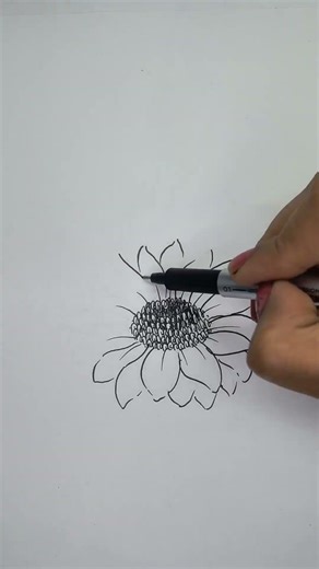 DAISY FLOWER Drawing for beginners #drawing #art