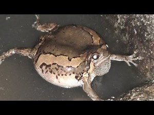 frog sounds in water channel - frog mating sound - frog video frog sound