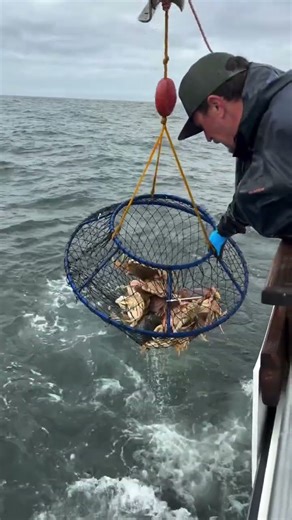 Ambush Hoop Net securing the crab for @california.dawn. 🦀