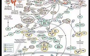 NF-kB信号通路关键抗体