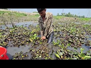 Fish Hunting,,skilled man catching fish by hand,great fishing skill man catching fish from mud water