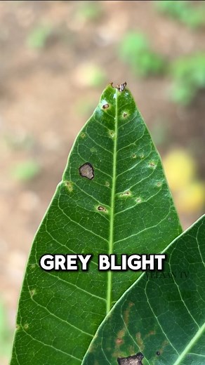 🥭⚠️ Mango trees under threat! Know the enemy: Grey Blight. Spotted black lesions on your mango leaves? It could be Grey Blight, a silent killer caused by Pestalotiopsis fungus. Early detection = healthy harvest. 🌿🛡️ Let’s protect our mangoes before it’s too late! #manga #mango #agriculture #farming #pestcontrol #disease #pest | Velaantv