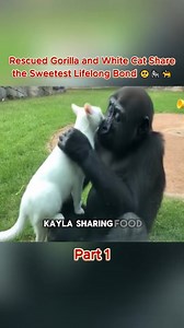 Meet Kala the gorilla and Mabel the white cat—their unlikely interspecies friendship is the sweetest bond ever caught on video! #GorillaAndCat #InterspeciesFriendship #AnimalBond #RescuedAnimals #KalaAndMabel | animalrescuedaily