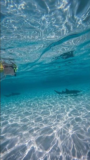 Roatán: Nurse Shark Encounter