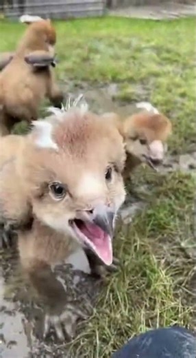 Close Encounter: What Did It Want?