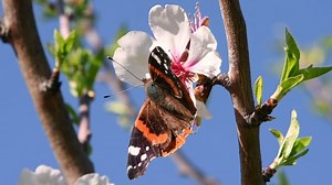 Butterfly, Spring, Nature. Free Stock Video