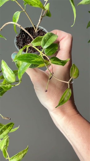 Check out the care details of this #hoya in the description