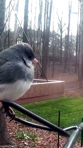 Dark-Eyed Juncos Snack and Bluebird Visitthe Feeder