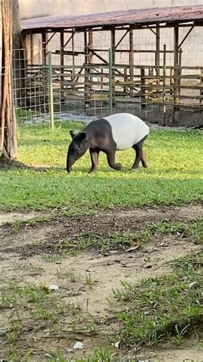 [動物 Animals] (マレーバク Malayan Tapir) #wildlife #nature #animals #zoo #動物 #動物園