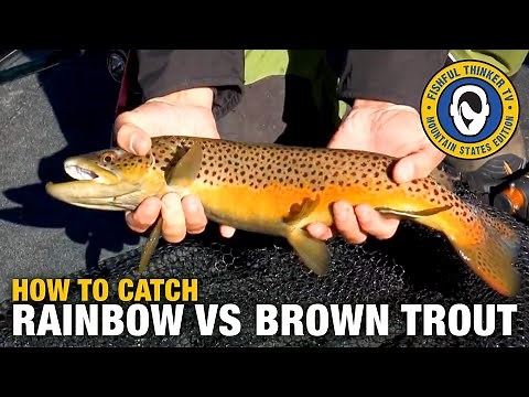 How to Catch Rainbow vs Brown Trout (trout fishing); Fishful Thinker TV