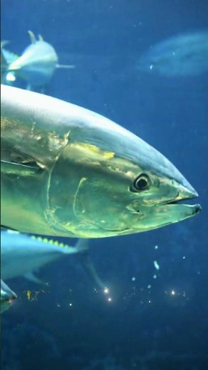 Speed, Power, and Survival: The Incredible Bluefin Tuna