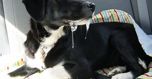 10 Reasons Why Your Sick Dog Is Drooling Too Much and Why You Should Be Worried