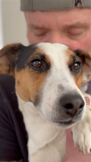 A rescued Jack Russell will love you forever 🥺 #puppy #jackrussellterrier