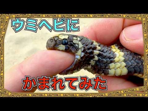 Cobra of the sea! I got bitten by a sea snake [Iijima sea snake, Okinawa Prefecture]