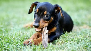 Chew on that: the best puppy chews to soothe gums and satisfy natural instincts