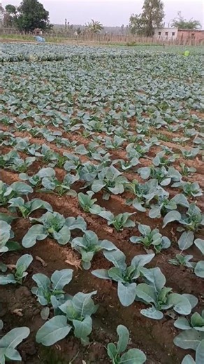farming #gannajugaad #farmingequipment #viralvideo #love #kisanaandoln #farmmachinery #indianfarmer