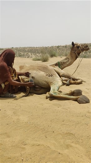 مشهد غريب خلف الجمل — أشياء غير متوقعة 😲🐪#camel #viralvideo
