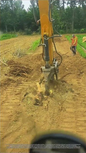 Raw power at work! The excavator rips the entire root system out in one go