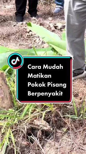 Effective Banana Tree Elimination Methods