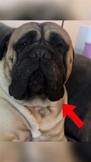 Big dogs acting tough but they’re actually babies 💀🐶#dogs #funnydogs #bigdogs #cuteanimals