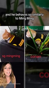 Conan wasn’t just rescued from a parking lot. He was destined for duty. 🐾 After the passing of their beloved security cat, Mingming, the guards at the Worldwide Corporate Center in Manila never thought they’d fill those tiny paw prints again. Then along came a scrappy little kitten who looked just like Mingming and had the same gentle spirit. Nursed back to health, fitted with Mingming’s old uniform, and officially promoted to “Security Cat,” Conan now greets everyone at the door and keeps mora