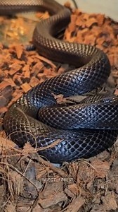 119K views · 1.4K reactions | The king snake caught the mouse by twisting it. #snake #rat #feeding #python #mouse #MICE #insects | Insect Forest | Facebook
