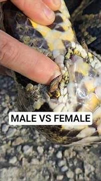 How To Correctly Tell Male and Female Pythons Apart!