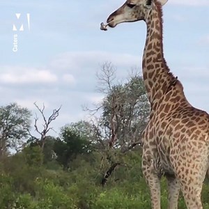 11K views · 34 reactions | Just a giraffe chewing a bone. 路‍♂️ | Metro | Facebook