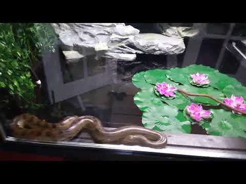 green Anaconda goes in her new huge enclosure!!!