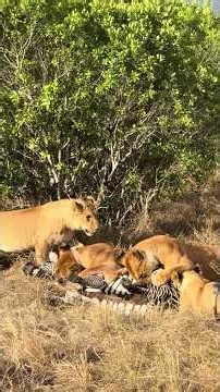 Lionesses hunting a big zebra