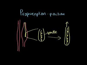 Proprioception vs. Kinesthesia