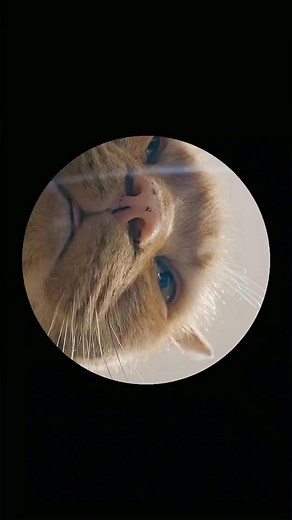 Not sure why this got deleted last time 😭 #catlife #meow #cutecat #cat #catsoftheworld #kitty #catsofinstagram #kittens #cats #catlover #catstagram #catlove #catworld #petcat #cat | Magnus the Orange