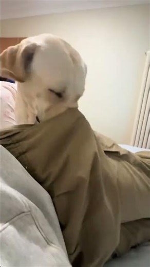 Curious dog investigates owner’s pocket in Shandong, China