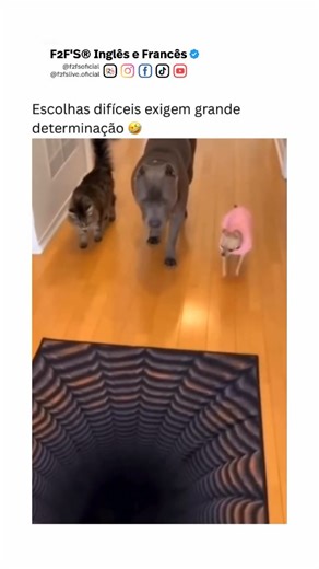 f2fsoficial on Instagram: "As escolhas difíceis da vida… tipo confiar no “amigo” 😂 Que cachorro “muy amigo”, hein? 🤣 A vida às vezes é assim: ou rimos… ou caímos no truque! | F2F'S Inglês e Francês | Aulas AO VIVO On-line | Resultados e Qualidade | Certificação Padrão Quadro Europeu | www.f2fs.com.pt #AprenderInglês #AprenderFrancês #AulasOnline #Portugal #Estudar #InglêsEFrancês #F2FS #HumorAnimal #AmizadeDuvidosa"