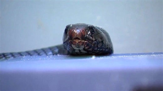 Dozens of rare indigo snakes released in Florida to battle invasive species