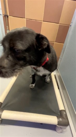 We’re Gaga for eight-month-old Potcake mix Lady Gaga (#PR00343)! She’s so sweet! Speaking of sweet, you have to meet Honey (#T106617)! She’s an 18-week-old Cattle Dog/Terrier mix. She’s giving you virtual kisses! We love spending time in our Billy Joel Room with some PURRfect companions! Meet these great animals and much more at our Port Washington, NY adoption center. #BiancasFurryFriends #GetYourRescueOn #Adopt | North Shore Animal League America