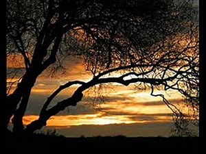 Moonlight Shadow (Mike Oldfield Cover)