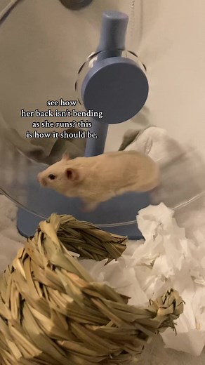 أهمية الدولاب المناسب للهمستر