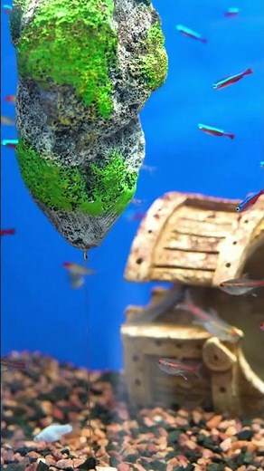 Aquarium Setup Guide: Step by Step! 🐠