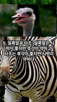 서로 협력하는 동물 사례(The cases of animals cooperating with each other) #animals