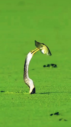 Anhinga is catching a fish 🦩🐟 Follow 👉 Hometown Sharer ❤️ #reelsfyp #facebookviral #nature #animals #bird | Hometown Sharer