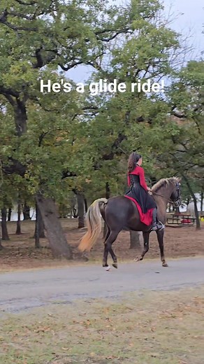 Natty is a fantastic ride! he is smooth like butter! I just finished my 3rd NATRC ride on Natty this weekend. He's a 4-year-old rocky mountain stallion. He finished first place!!! I'm so proud of how far he and I have come. It's only my 3rd competitive trail ride ever. And I miss dressing up and riding horses! I used to do a lot more with Jackson. | Ivy Starnes - Ivy's Glide Gait