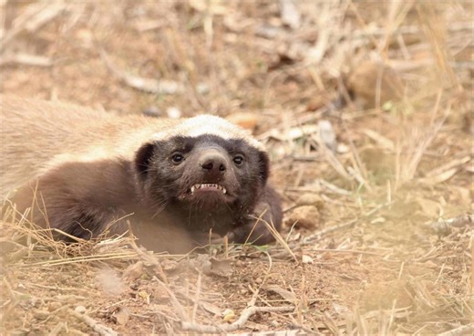 This Brave Honey Badger Rescues Her Baby From a Hungry Leopard