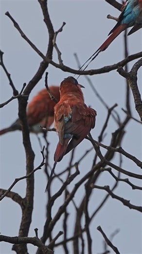 1K views · 51 reactions | Southern Carmine Bee Eaters ❤️ | African Wildlife Photo | Facebook